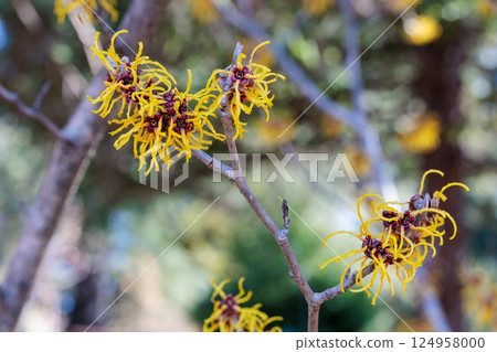 金縷梅 Balmstead 金黃色花朵，在早春綻放 124958000
