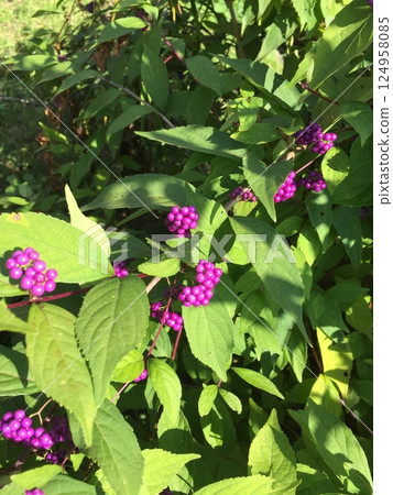 水果開始變色 124958085