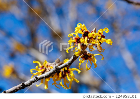 早春時節,金縷梅黃花盛開 早春時節,金縷梅黃花盛開 124958101