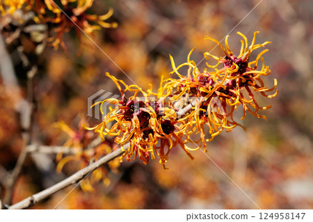 Orange witch hazel flowers blooming in the forest in early spring, Jelena Orange witch hazel flowers blooming in the forest in early spring, Jelena 124958147