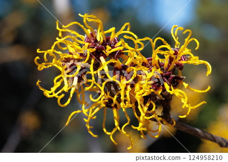 Close-up of yellow flowering Witch hazel (Hamamelis nina) flowers blooming in a forest in early spring Close-up of yellow flowering Witch hazel (Hamamelis nina) flowers blooming in a forest in early spring 124958210
