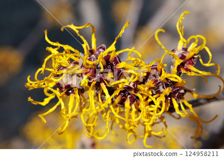 Close-up of yellow flowering Witch hazel (Hamamelis nina) flowers blooming in a forest in early spring Close-up of yellow flowering Witch hazel (Hamamelis nina) flowers blooming in a forest in early spring 124958211
