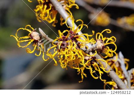 早春森林中盛開的黃色金縷梅花的特寫 124958212