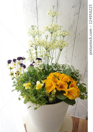Primula julienne planting Primula julienne planting 124958225
