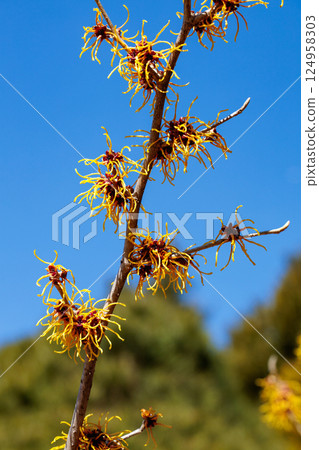 Witch hazel winter beauty with yellow flowers that bloom in early spring 124958303