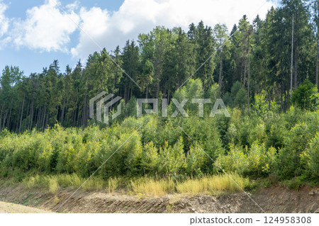 Green forest trees. Nature background 124958308