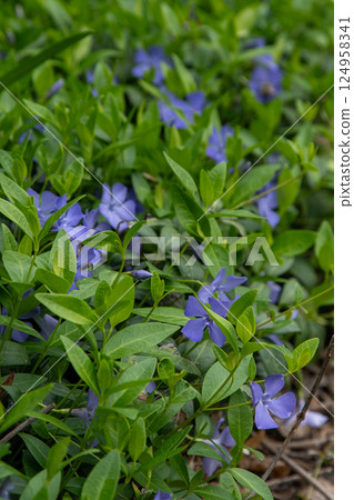 Periwinkle flower. Garden plant. 124958341