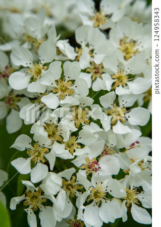 Pear blossom. White buds. Fruit tree flowers. 124958343