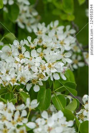 Pear blossom. White buds. Fruit tree flowers. 124958344