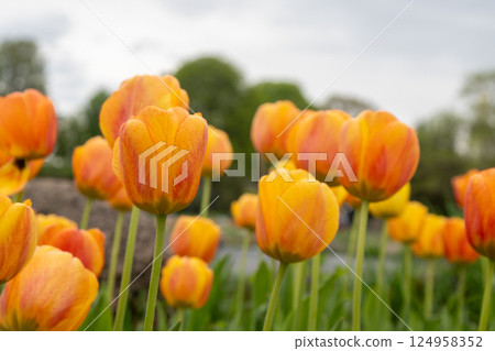 Yellow red tulip flower background Petal bud Yellow red tulip flower background Petal bud 124958352