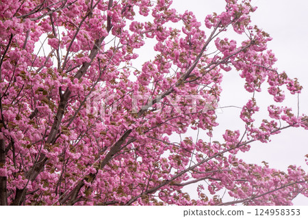 Sakura blooms with pink flowers. Trees in the garden. Buds on branches. Sakura blooms with pink flowers. Trees in the garden. Buds on branches. 124958353