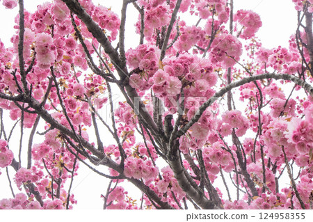 Sakura blooms with pink flowers. Trees in the garden. Buds on branches. Sakura blooms with pink flowers. Trees in the garden. Buds on branches. 124958355