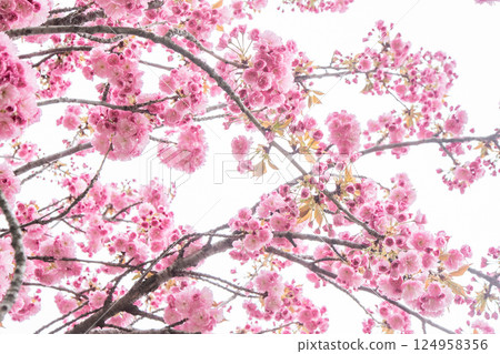 Sakura blooms with pink flowers. Trees in the garden. Buds on branches. Sakura blooms with pink flowers. Trees in the garden. Buds on branches. 124958356