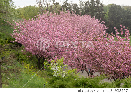 Sakura blooms with pink flowers. Trees in the garden. Buds on branches. Sakura blooms with pink flowers. Trees in the garden. Buds on branches. 124958357