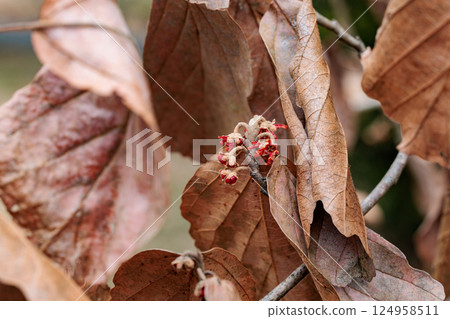 Scenery of dead witch hazel leaves in early spring Scenery of dead witch hazel leaves in early spring 124958511