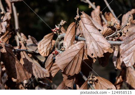Scenery of dead witch hazel leaves in early spring Scenery of dead witch hazel leaves in early spring 124958515