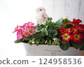 錫花盆裡種植的花 124958536