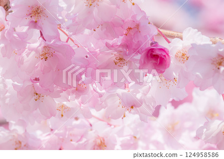 美麗的櫻花花瓣盛開 124958586