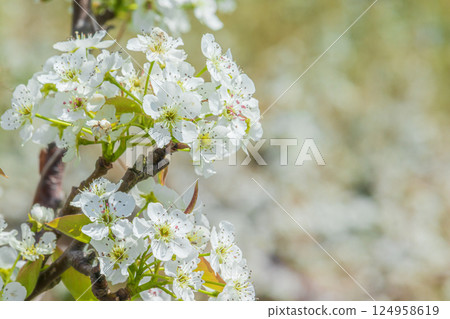 梨白花 梨白花 124958619