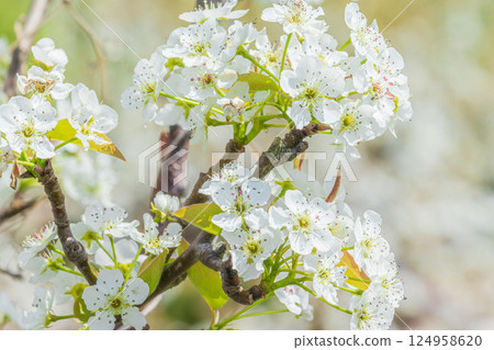 梨白花 梨白花 124958620