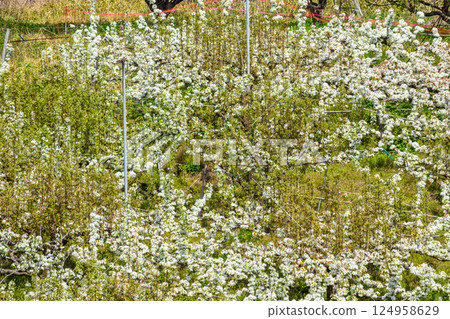 Pear fields and white pear flowers 124958629