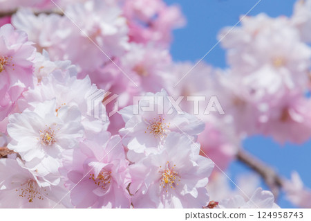 Weeping cherry tree against the blue sky Weeping cherry tree against the blue sky 124958743