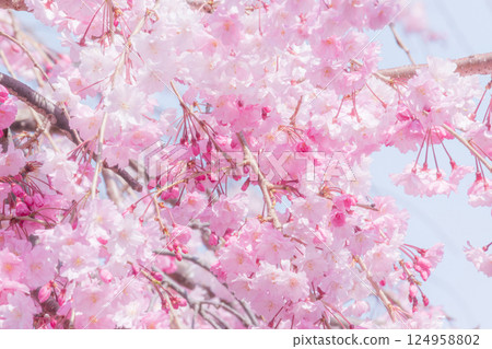 Beautiful weeping cherry blossoms in full bloom against the blue sky 124958802