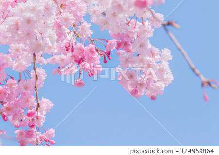 Beautiful pink weeping cherry blossoms that stand out against the blue sky 124959064