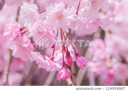 Beautiful pink cherry blossom petals 124959067