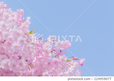 美麗的垂枝櫻花在藍天的襯托下盛開 124959077