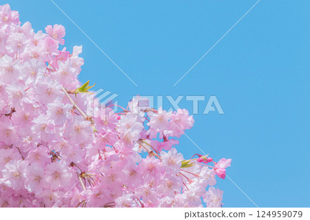 Beautiful weeping cherry blossoms in full bloom against the blue sky 124959079