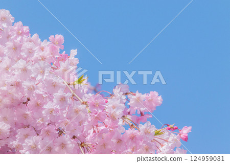 Beautiful weeping cherry blossoms in full bloom against the blue sky Beautiful weeping cherry blossoms in full bloom against the blue sky 124959081