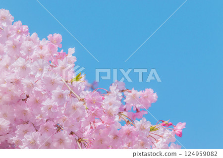 Beautiful weeping cherry blossoms in full bloom against the blue sky Beautiful weeping cherry blossoms in full bloom against the blue sky 124959082
