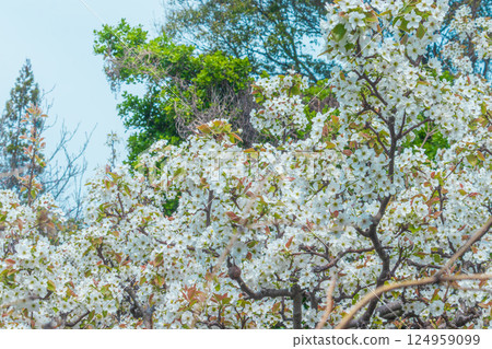 Blue sky and white pear blossoms 124959099