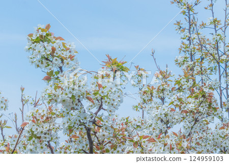 Blue sky and white pear blossoms 124959103