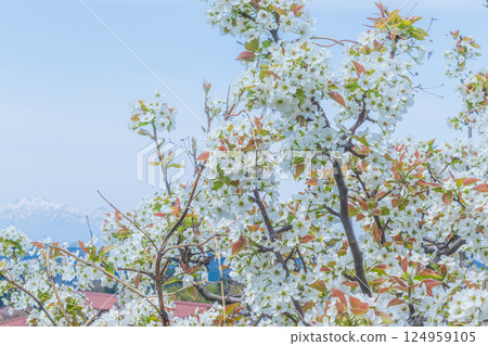 Blue sky and white pear blossoms Blue sky and white pear blossoms 124959105