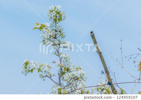 Blue sky and white pear blossoms Blue sky and white pear blossoms 124959107