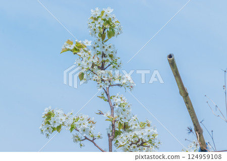 Blue sky and white pear blossoms 124959108