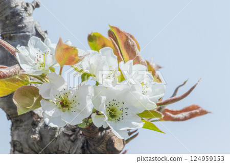 Pear white flower Pear white flower 124959153