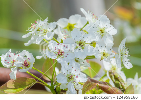 Pear white flower 124959160
