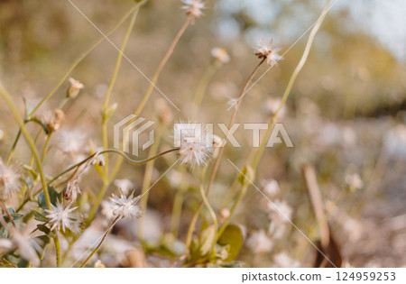 Small flower of grass and nature background Small flower of grass and nature background 124959253