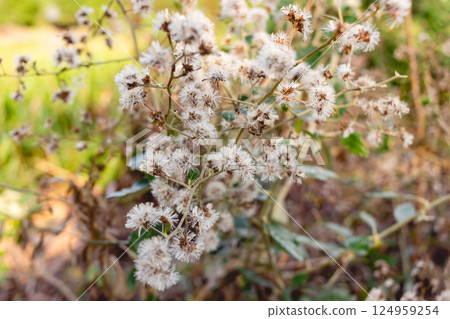Small white flower of grass and nature background 124959254