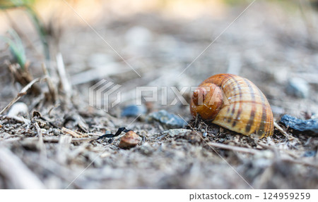 Close up shell on the ground Close up shell on the ground 124959259
