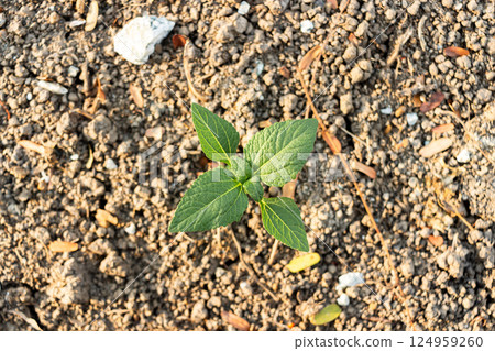 Top view of small green tree on the ground Top view of small green tree on the ground 124959260