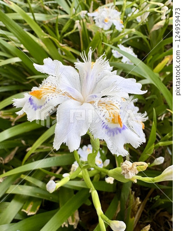 白色chaga花 白色chaga花 124959473