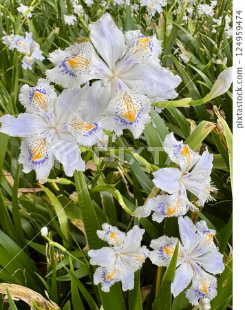 White chaga flower 124959474