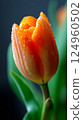 orange tulip on a black background 124960502