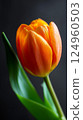 orange tulip on a black background 124960503