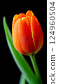 orange tulip on a black background 124960504