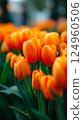 Orange tulips on a black background 124960506